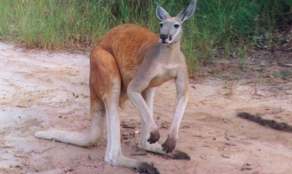 Kangarooweb.jpg