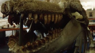 Teeth