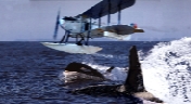 orca-planesmll.jpg